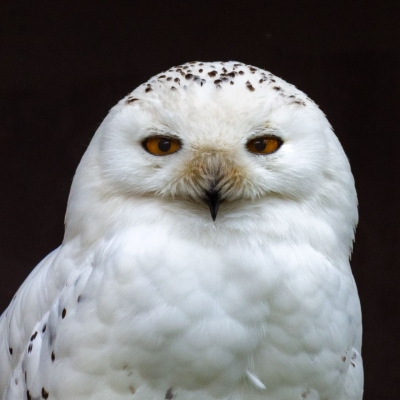 Snowy owl - De Zonnegloed - Animal park - Animal refuge centre 